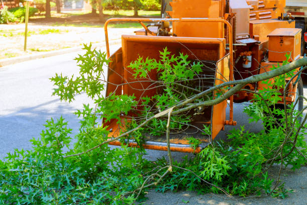 Best Lot and Land Clearing  in Lake Kerr, FL