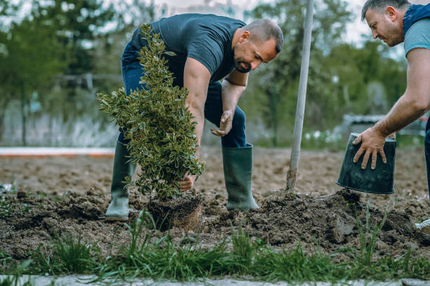 Trusted Lake Kerr, FL Tree Care Services Experts