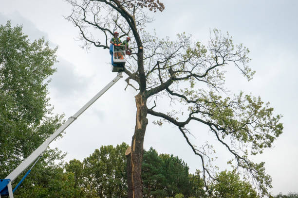 Best Tree Trimming and Pruning  in Lake Kerr, FL