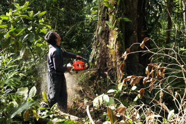 Best Hazardous Tree Removal  in Lake Kerr, FL