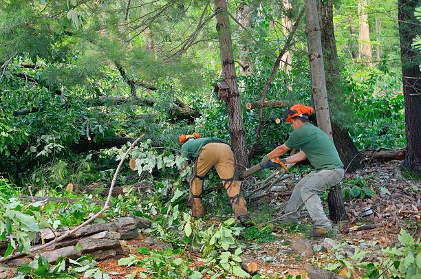 Best Hazardous Tree Removal  in Lake Kerr, FL