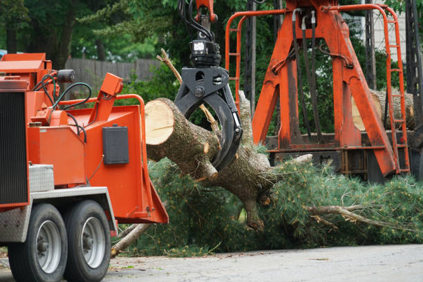 Best Emergency Tree Removal  in Lake Kerr, FL